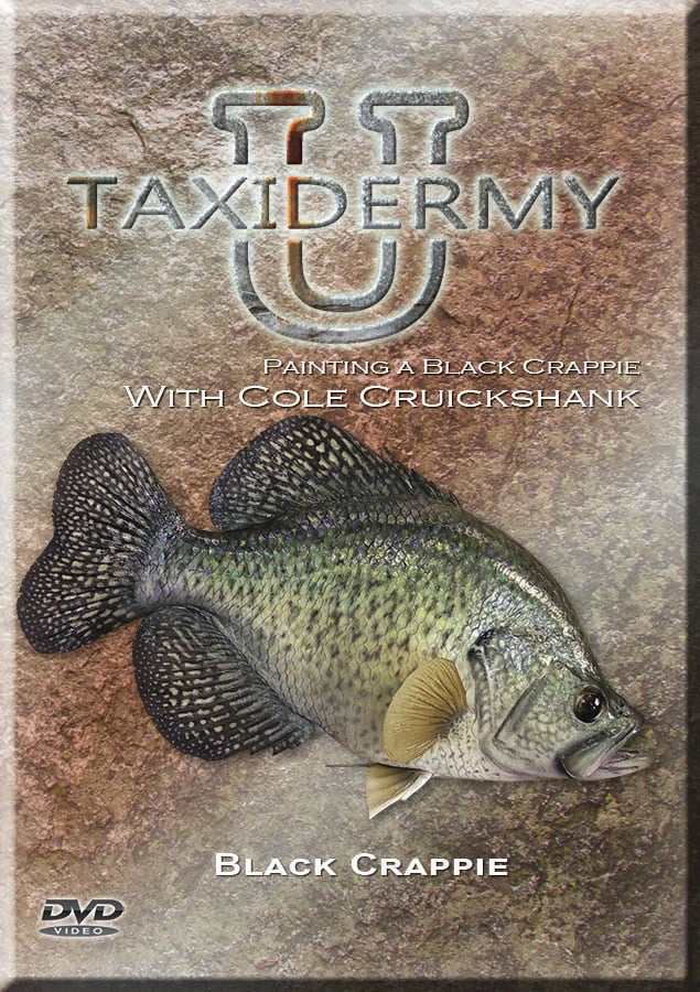 Painting a Black Crappie - w/ Cole Cruickshank | Taxidermy University